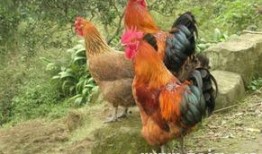 周公鸡爆料视频完整版,完整版内容深度解析